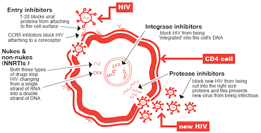 HIV life cycle - where different drugs work
