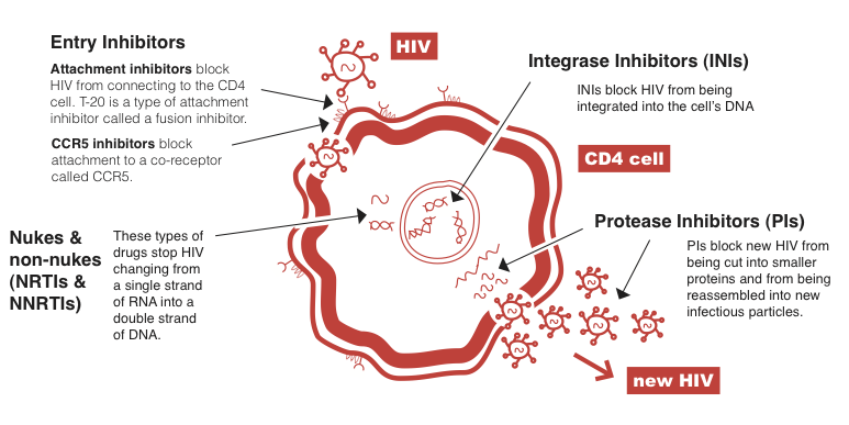 HIV life cycle | HIV i-Base