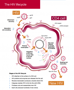 The HIV Lifecycle | Guides | HIV I-Base