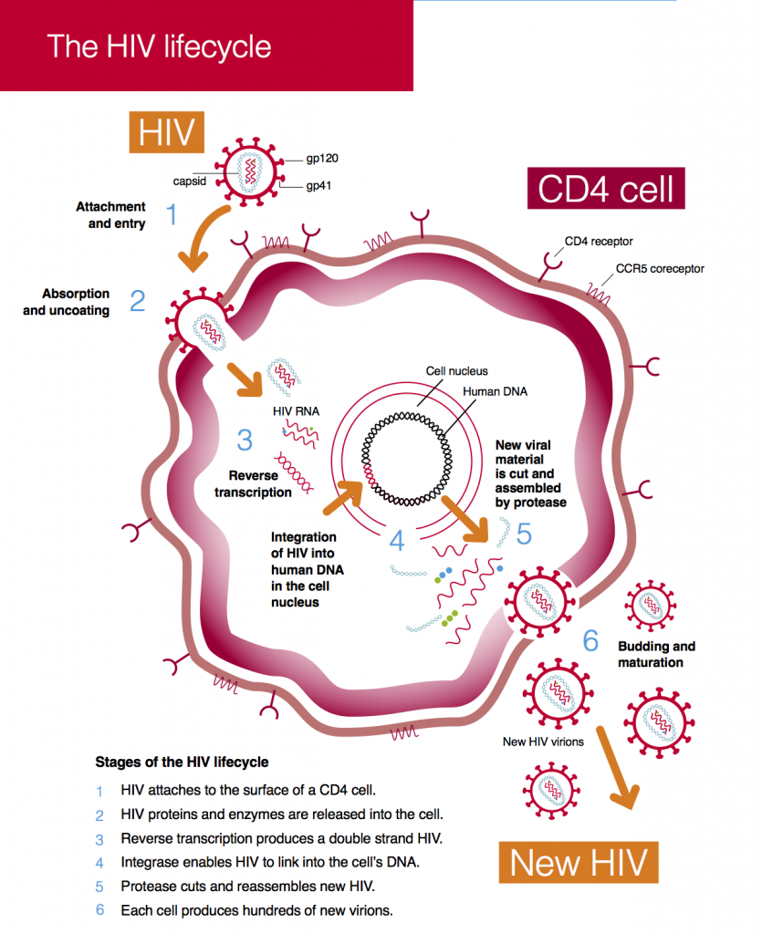 The Hiv Lifecycle Guides Hiv I Base