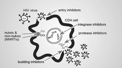 Where different drugs work in the HIV life cycle