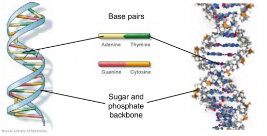 simplified hiv life cycle