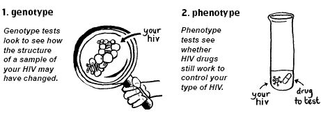 Genotype tests look to see how the structure of a sample of your HIV may have changed. Phenotype tests see whether HIV drugs still work to control your type of HIV.