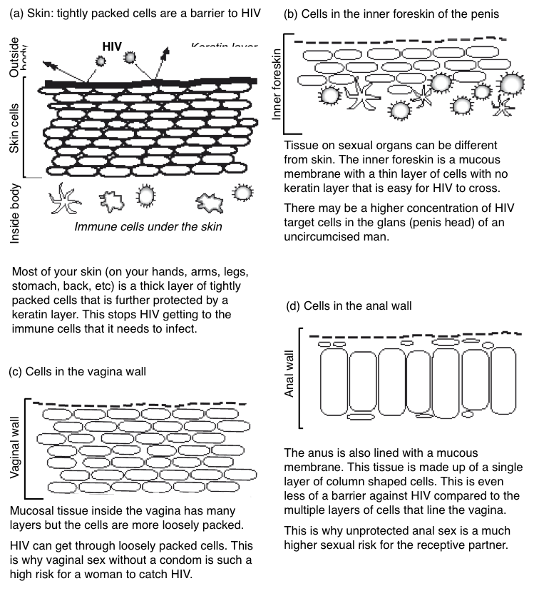 mucous membranes