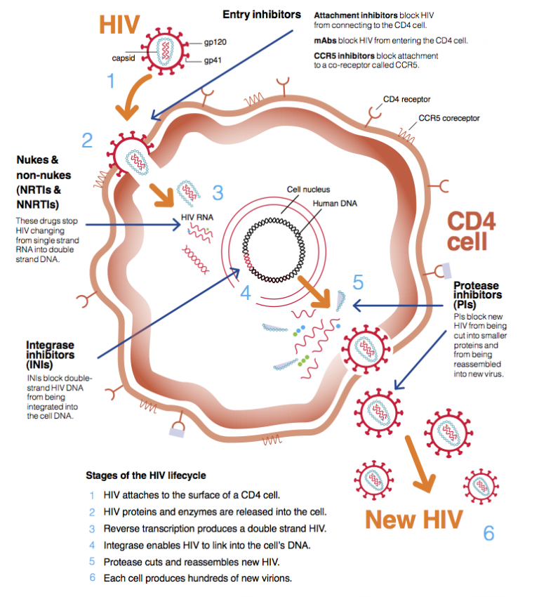 HIV life cycle – how drugs work in different ways | Guides | HIV i-Base