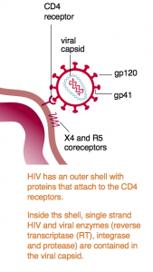 simplified hiv life cycle