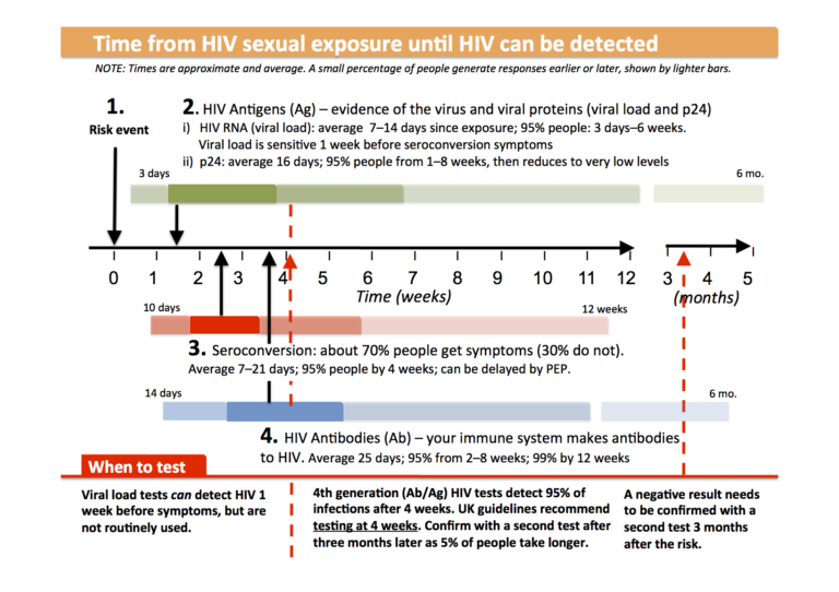 Timeline For Immune Responses And Testing | Guides | HIV I-Base