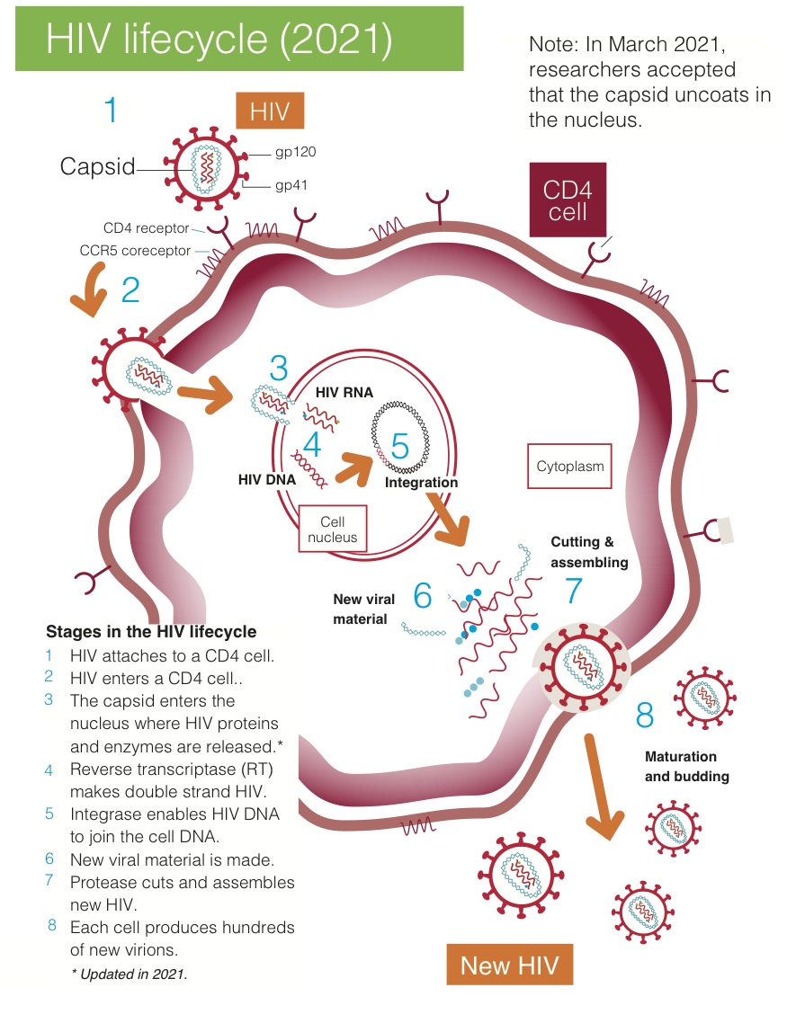The HIV lifecycle | Guides | HIV i-Base