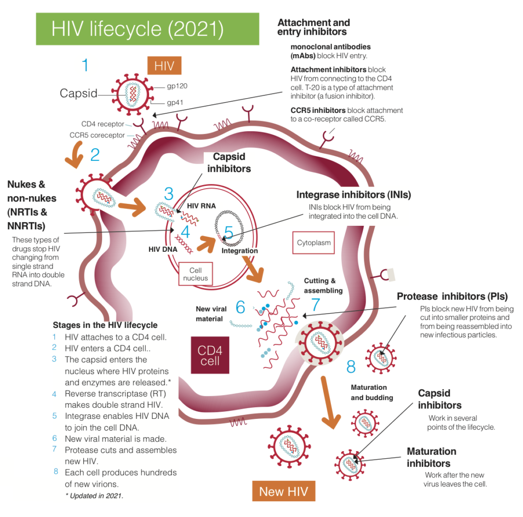 HIV life cycle