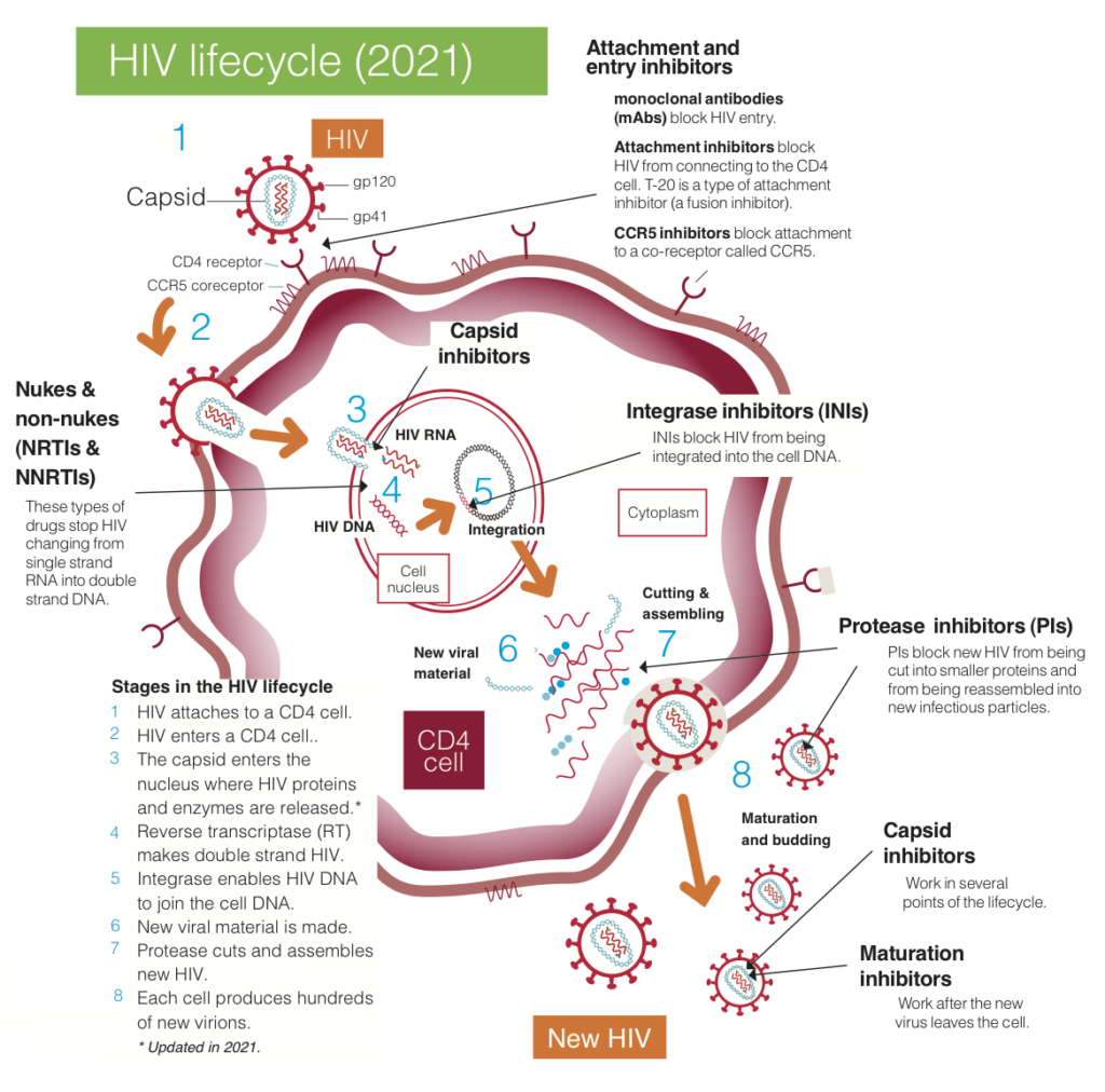 HIV life cycle – how drugs work in different ways | Guides | HIV i-Base