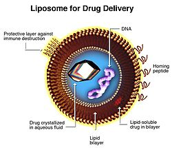 Liposome diagram