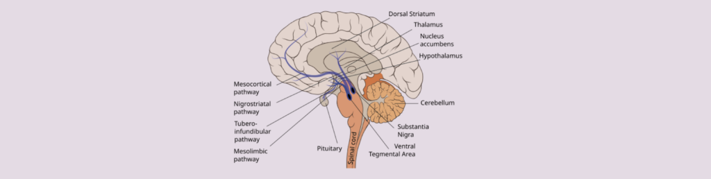Image by Patrick J Lynch on Wiki.Primary dopaminergic reward mesolimbic pathway