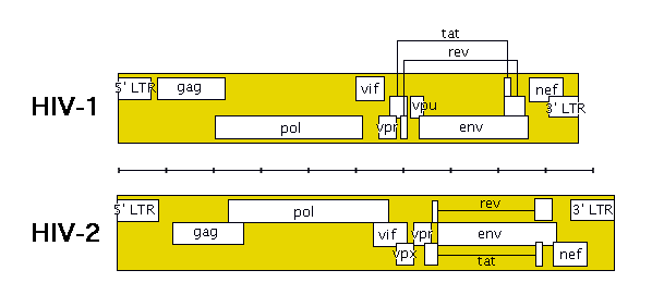 HIV genome