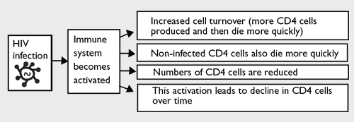 HIV and the immune system before ARV treatment