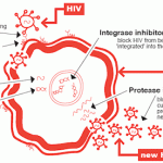 HIV lifecycle - how drugs work in different ways