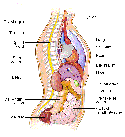 Basic organs of the body